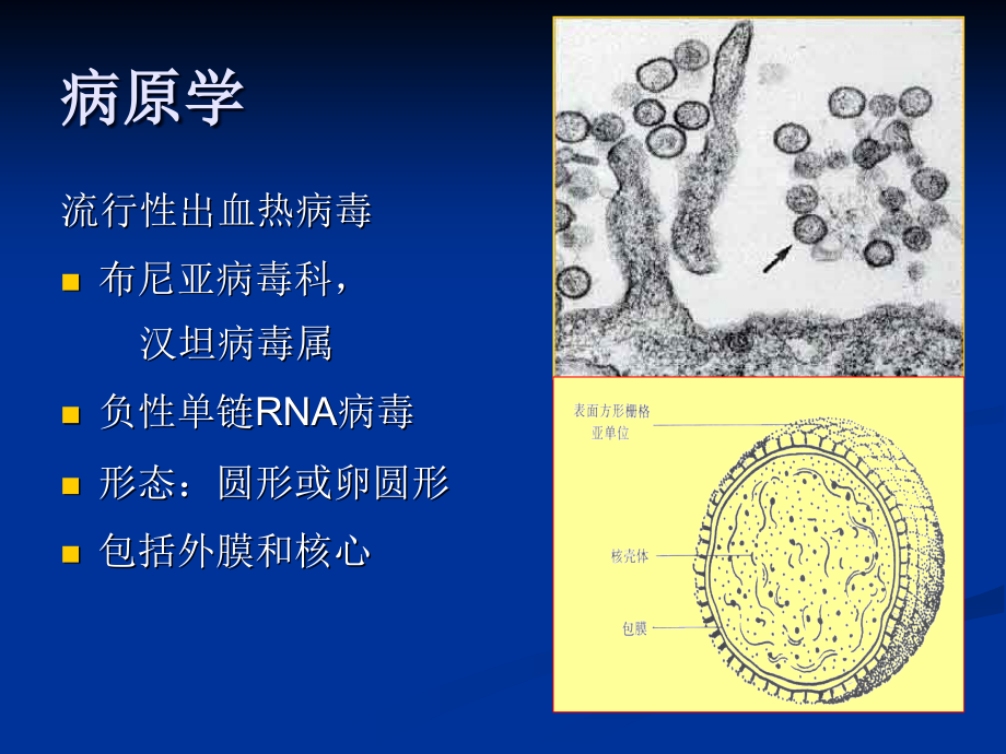 出血热护理_第3页