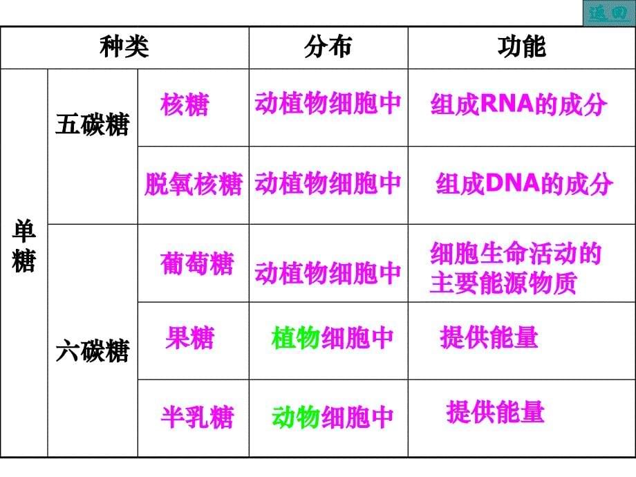 细胞中的糖类和脂质ppt_第5页