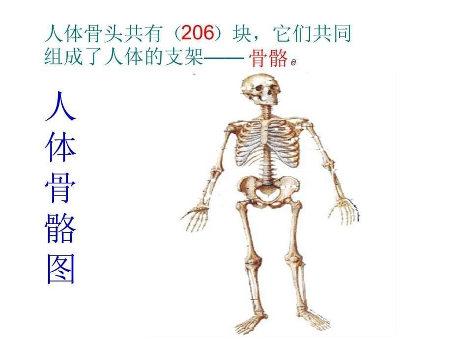 四年级科学骨骼_第5页