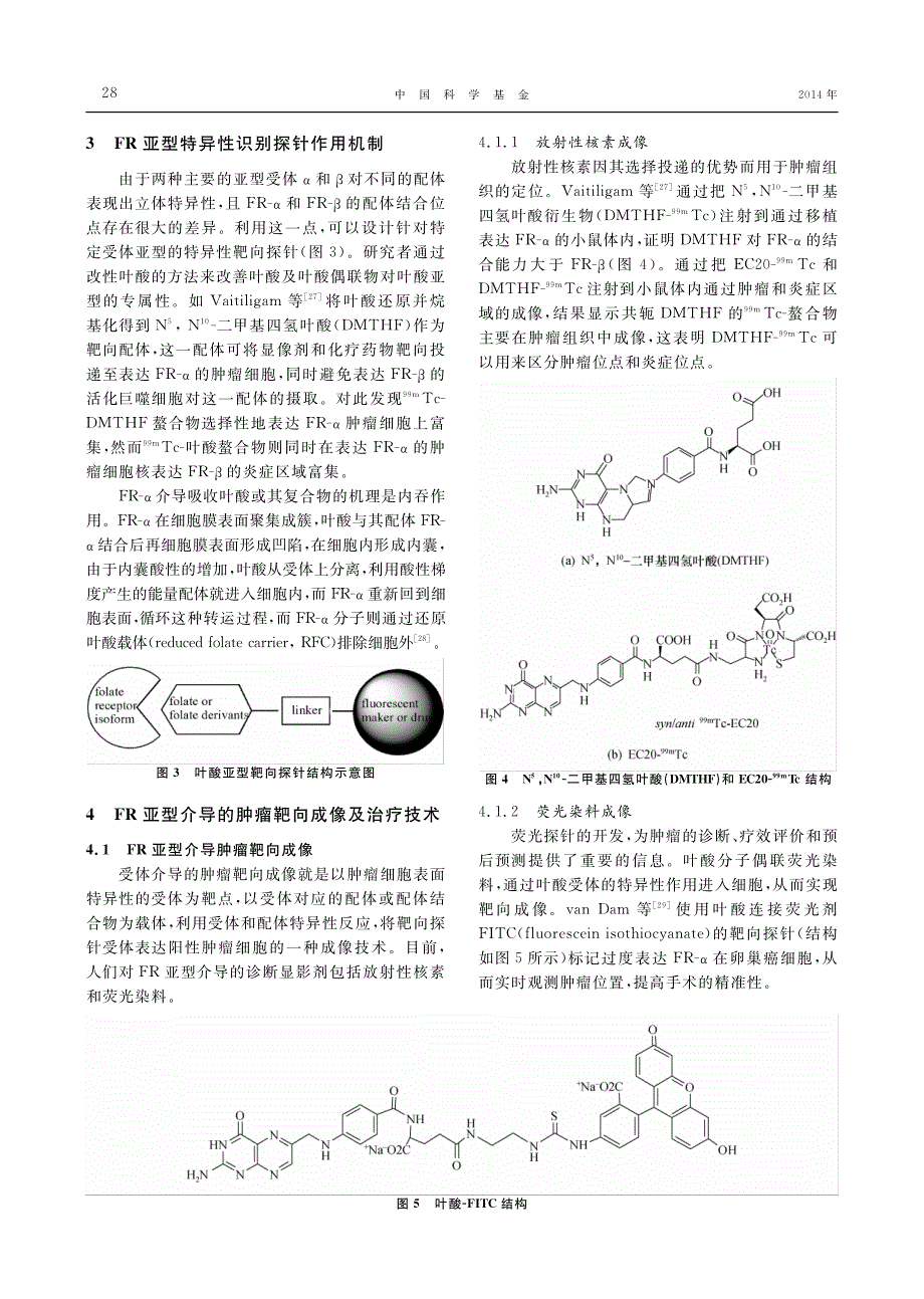 叶酸受体亚型高效介导的靶向肿瘤成像和治疗_第3页