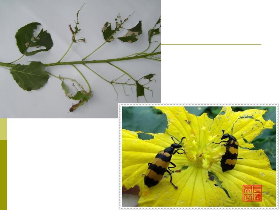 食花、叶害虫的识别与防治_第4页