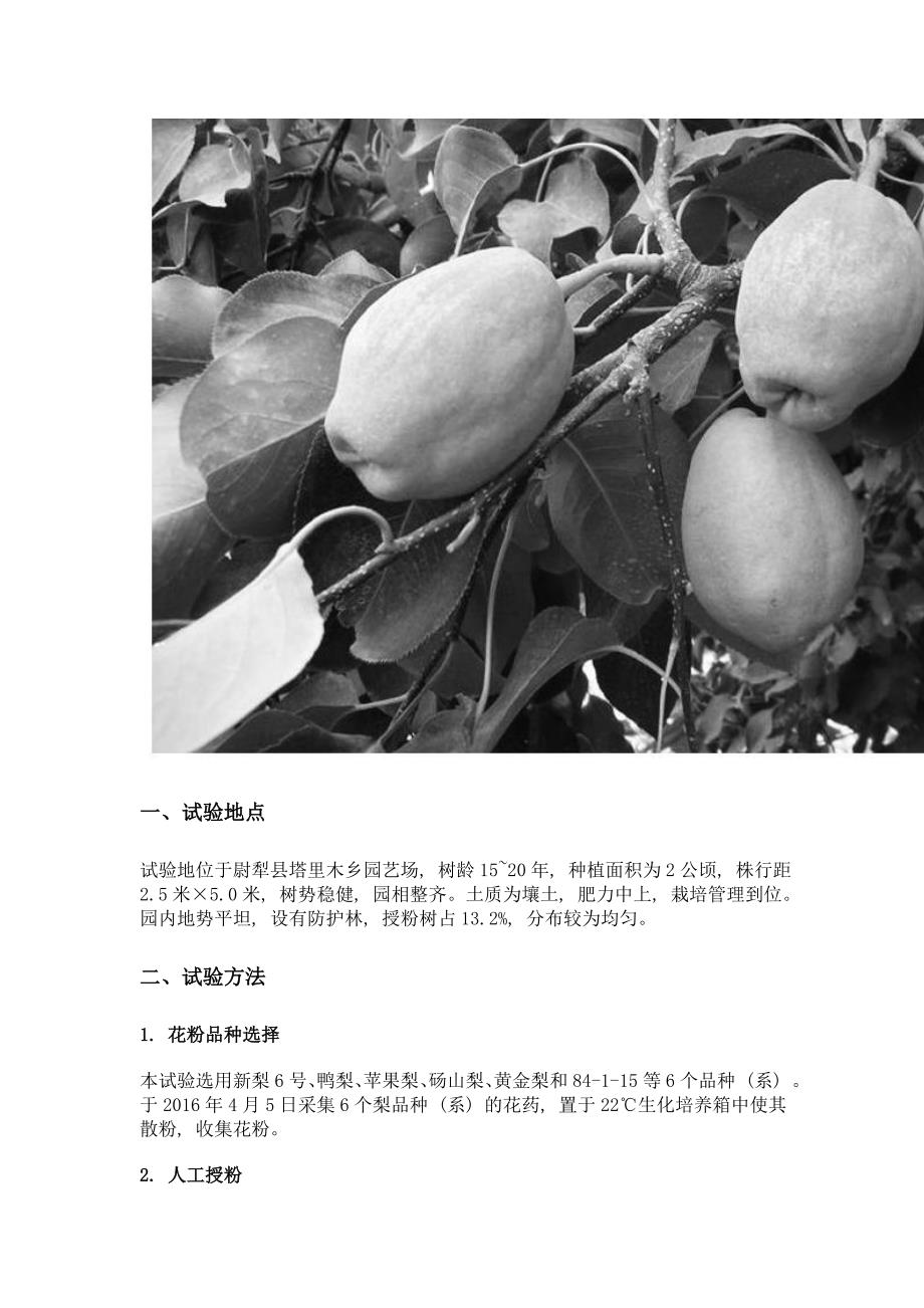 不同授粉品种对香梨品质和坐果率的影响_第2页