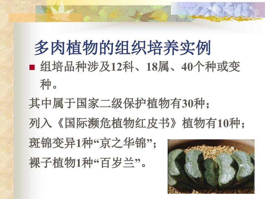 多肉植物组织培养_第4页