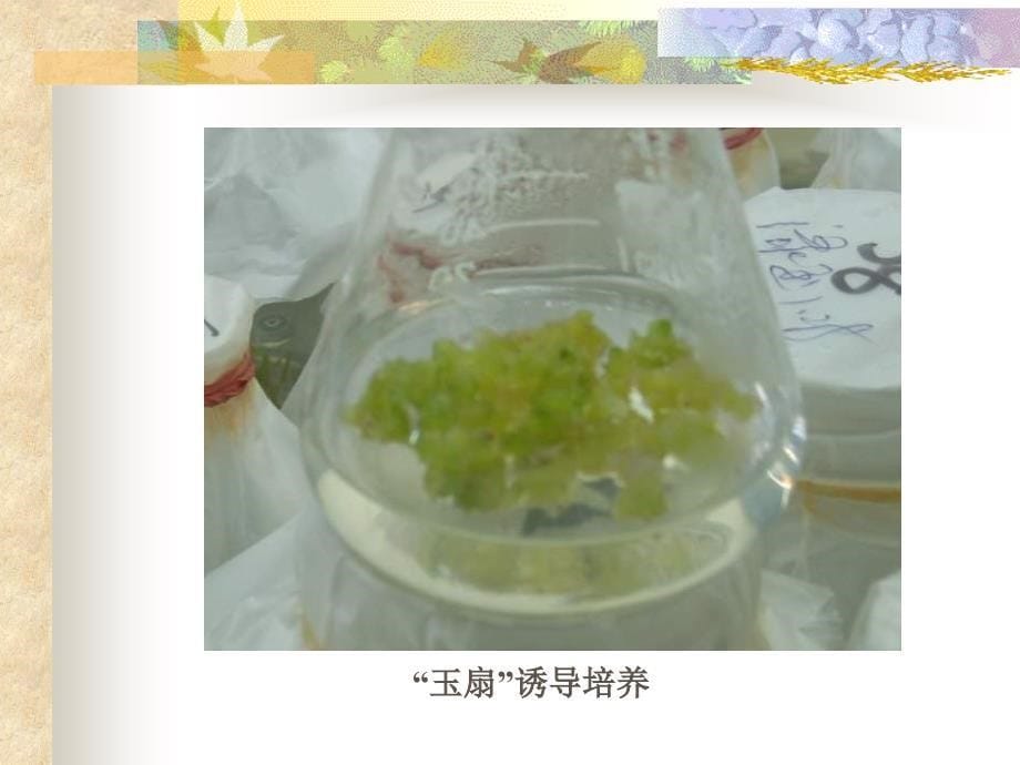 多肉植物组织培养_第5页