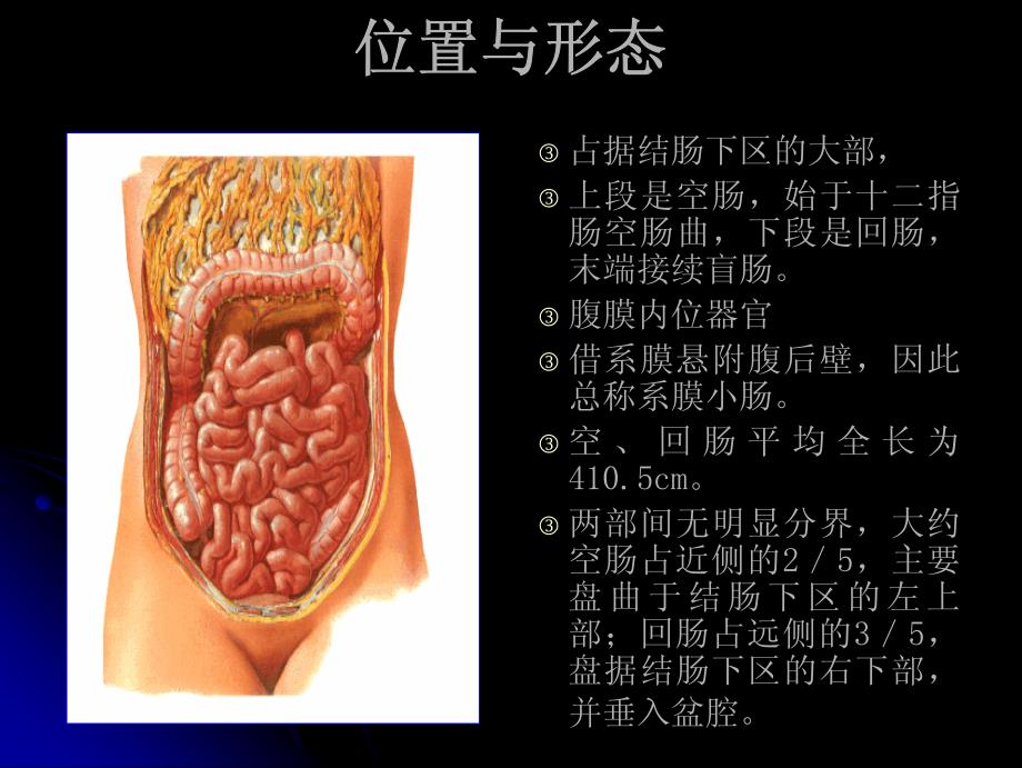 腹部外科：空肠与回肠的局部手术解剖_第2页