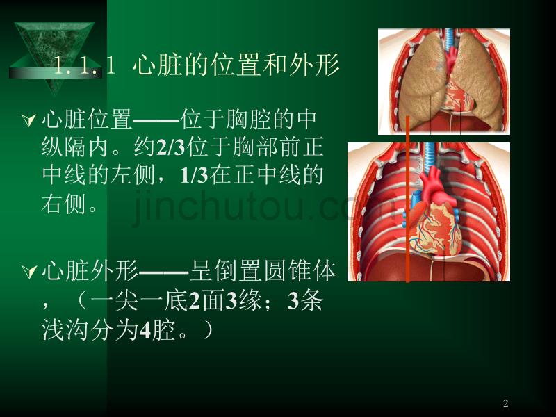 (二)心血管系统呼吸系统_第2页