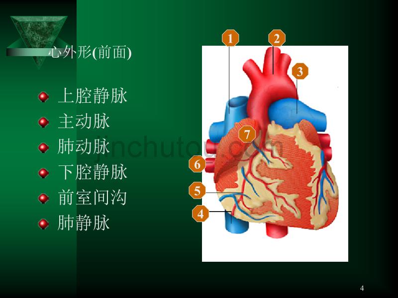 (二)心血管系统呼吸系统_第4页