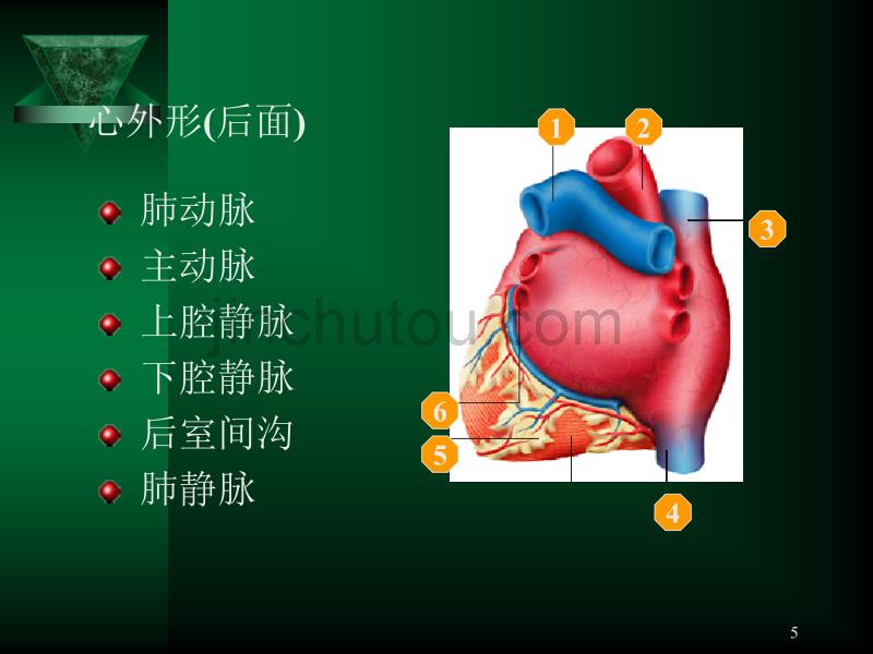 (二)心血管系统呼吸系统_第5页