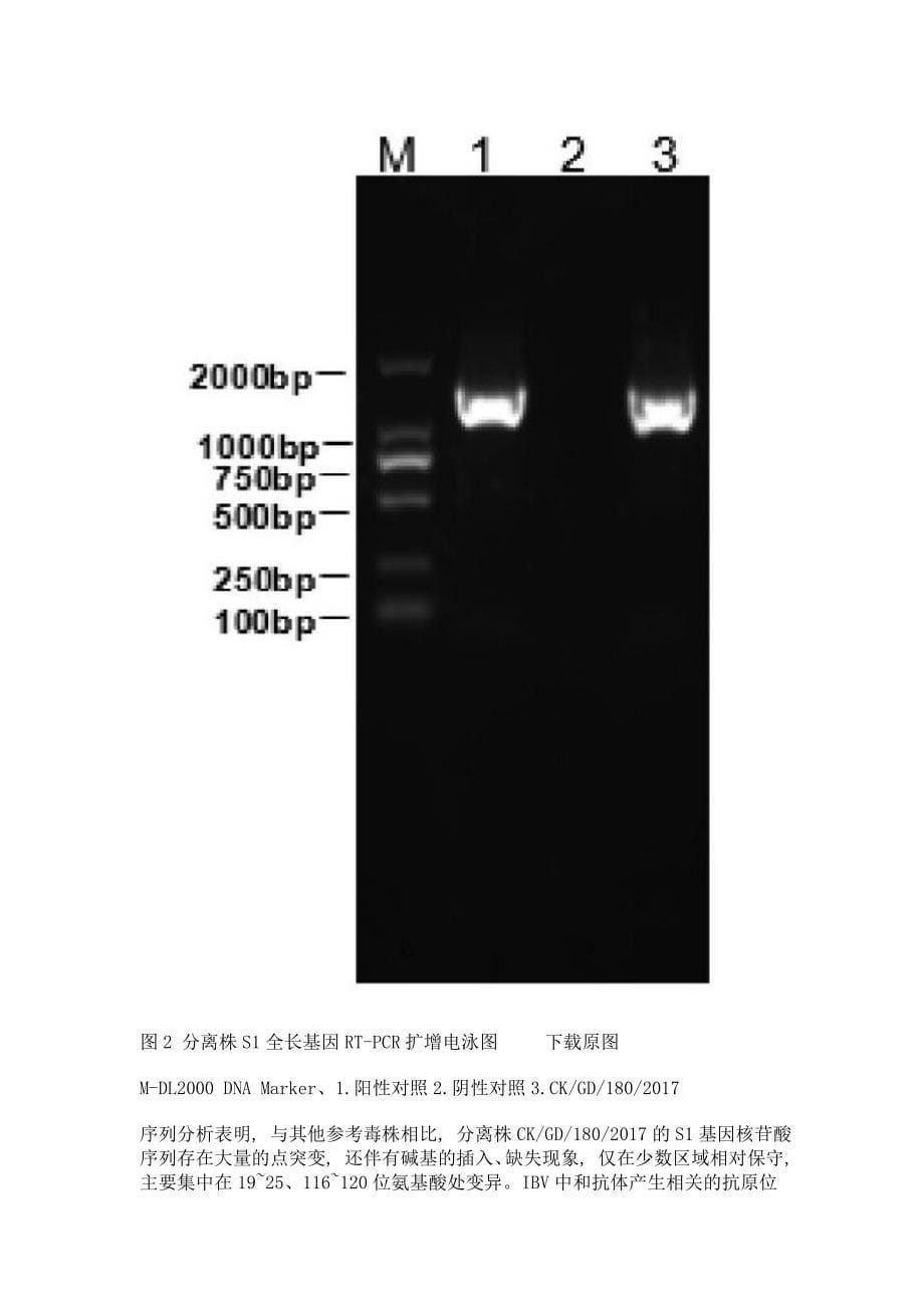 鸡传染性支气管炎病毒广东分离株s1基因的克隆与序列分析_第5页