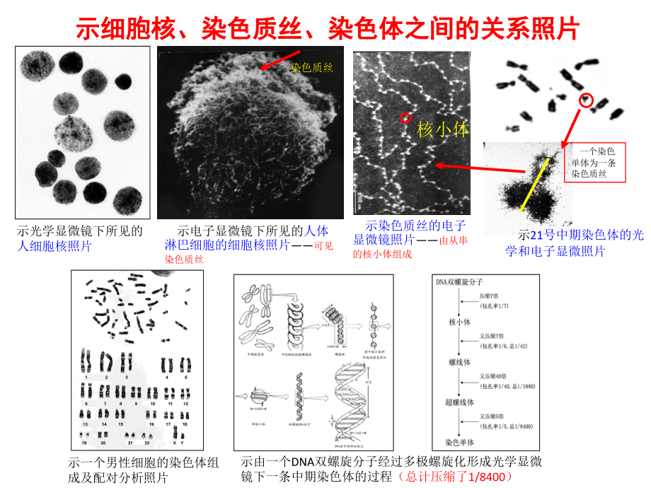 从基因染色体到临床特征_第2页