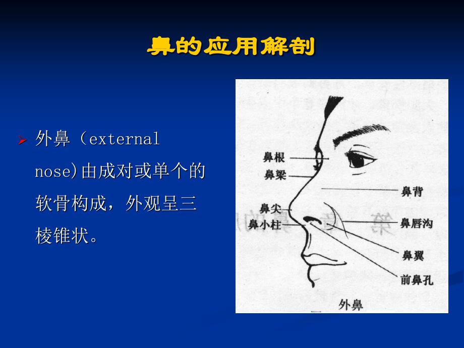 002鼻的应用解剖学和生理学_第3页