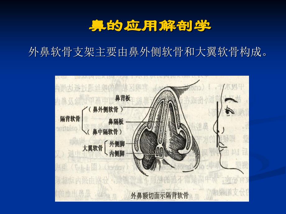 002鼻的应用解剖学和生理学_第4页