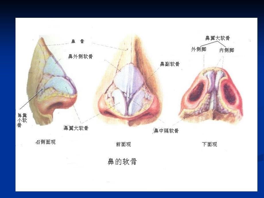 002鼻的应用解剖学和生理学_第5页