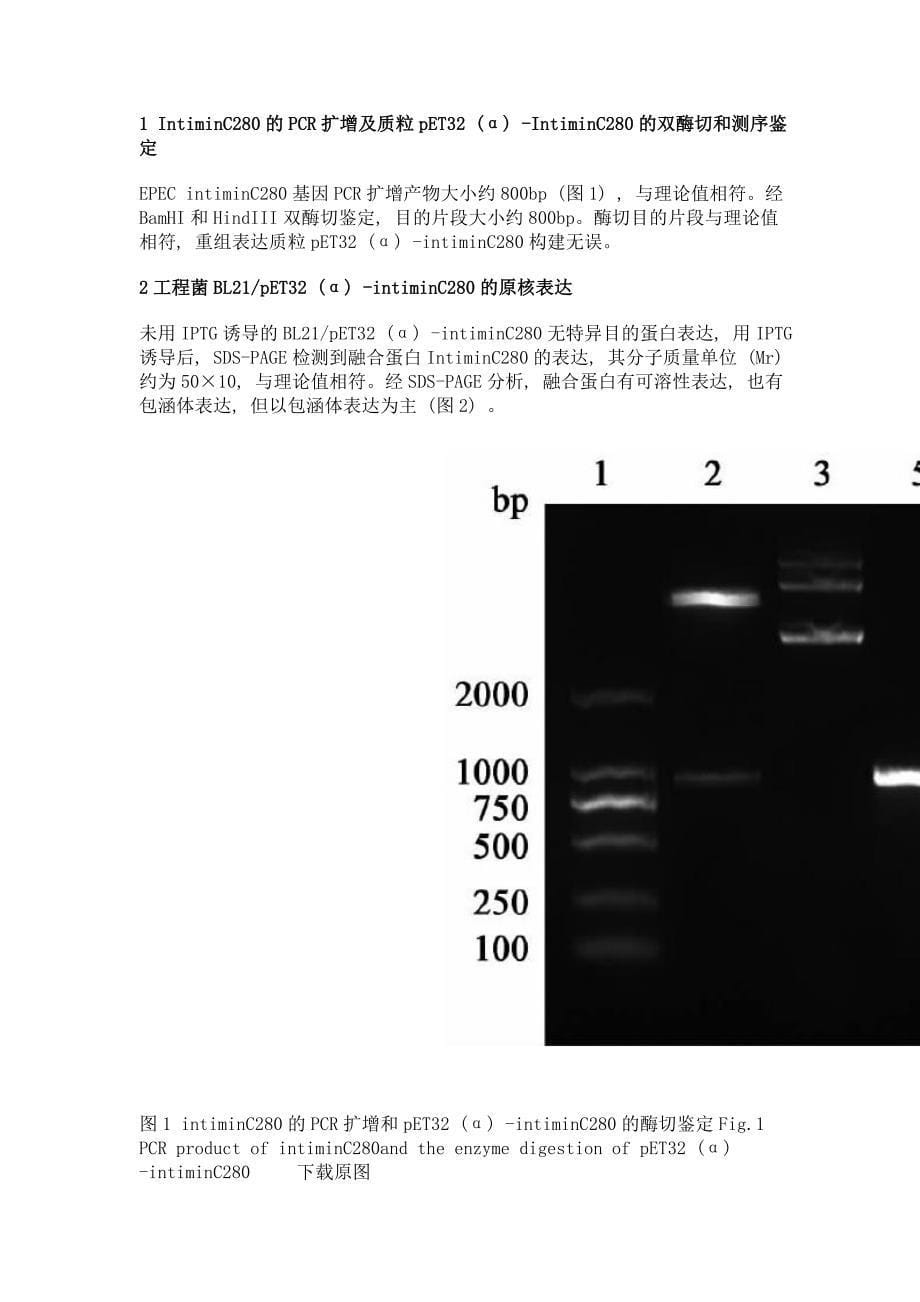 epec粘附素intiminc280抗血清的制备及其中和能力测定_第5页