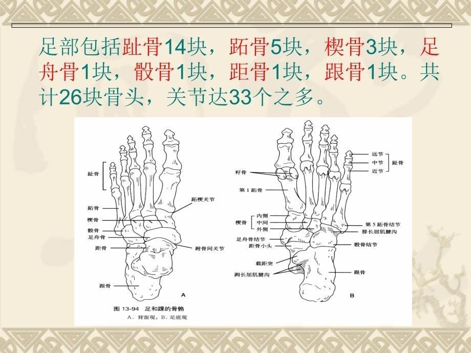 小腿、踝、足的骨_第5页