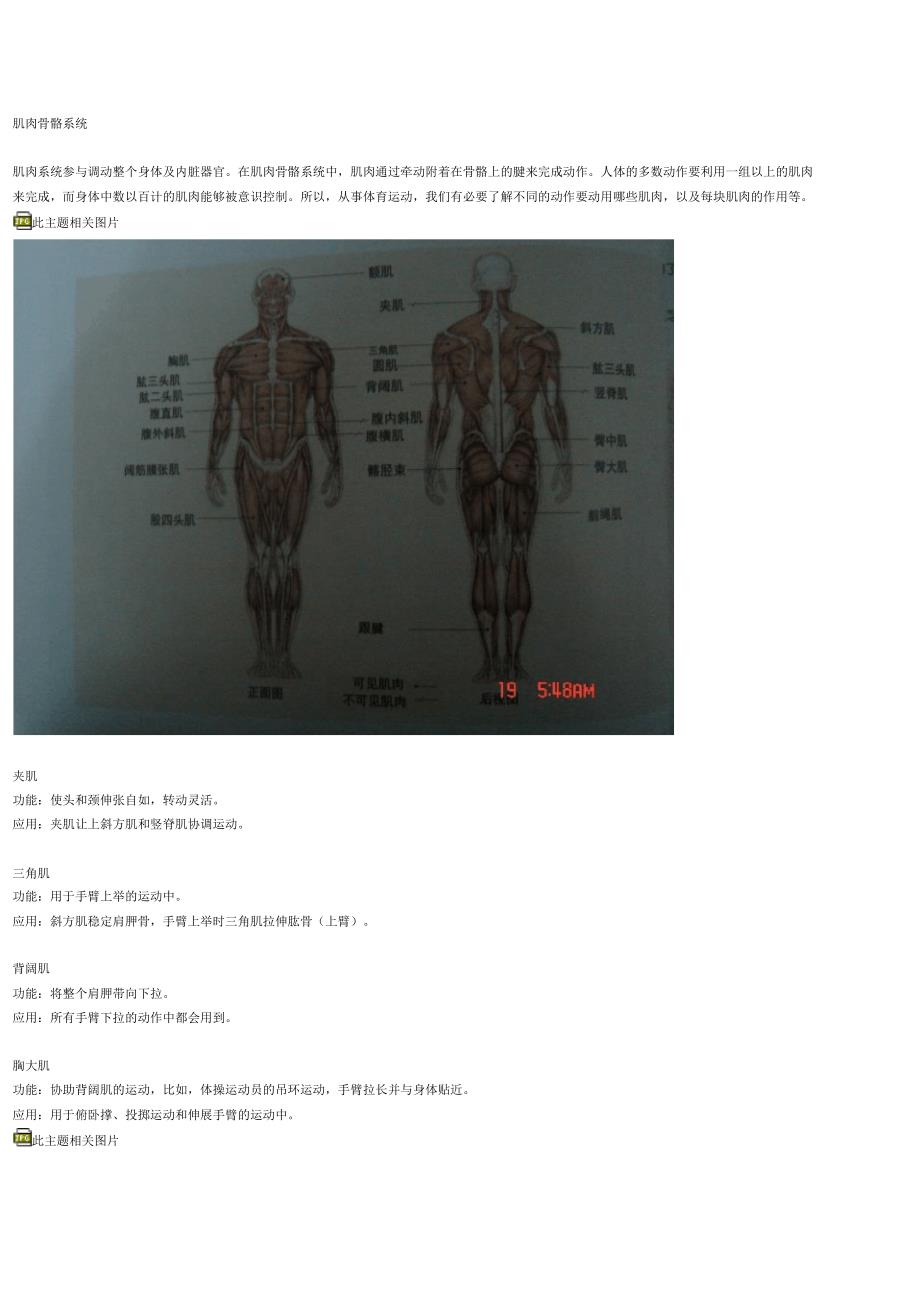 各块肌肉功能与图解_第1页