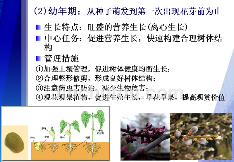园林植物生长发育基本规律_第5页