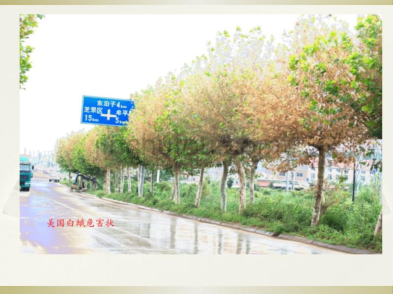 主要有害生物防治(公路)_第4页