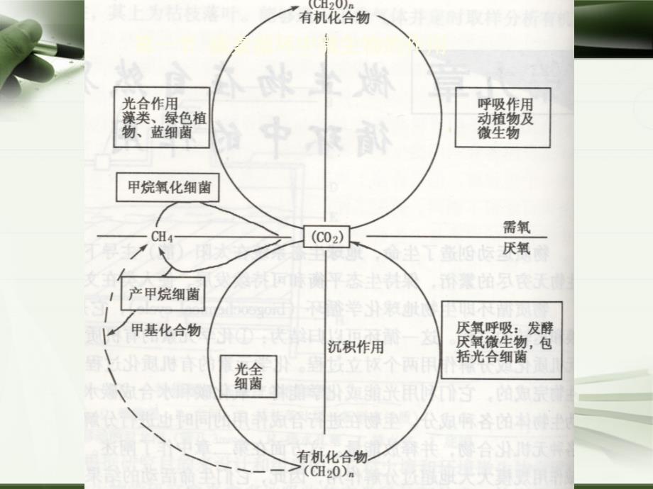 微生物在自然界物质循环中的作用_第3页