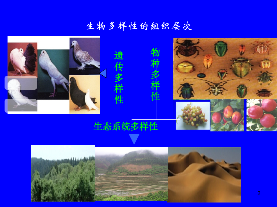 农业生物多样性在害虫生态控制中的作用及其机制_第2页