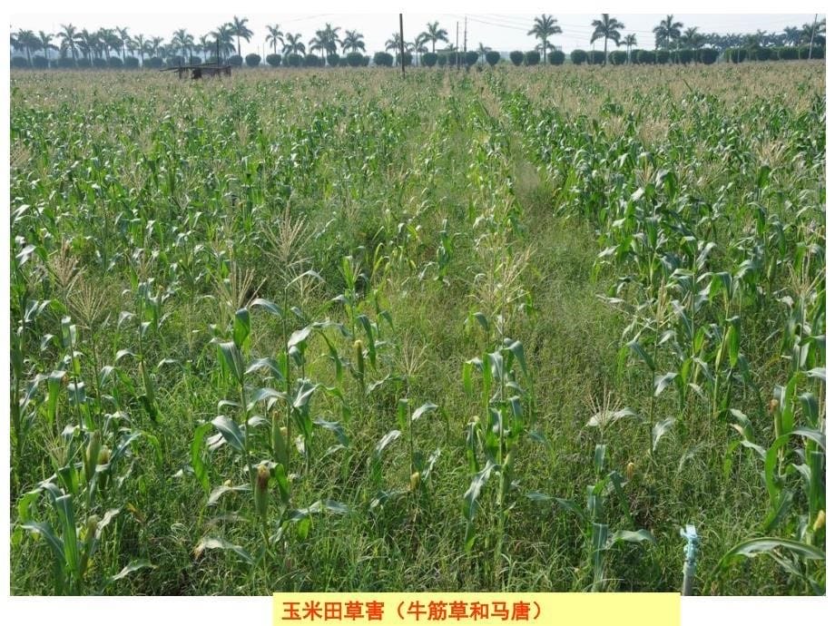 广东多熟制耕作栽培模式下除草剂药害发生状况与预防措施_第5页