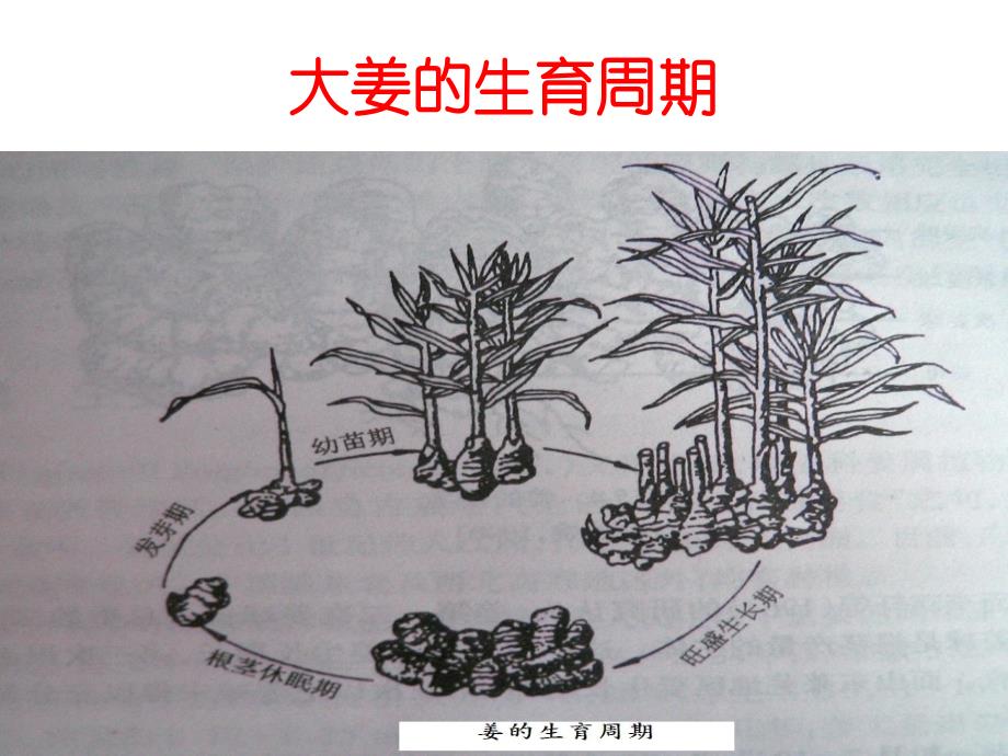 冀东大姜高产种植技术_第3页