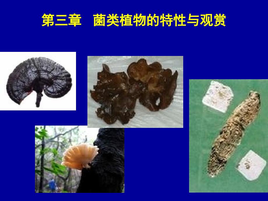 观赏动植物学-菌类植物的特性与观赏_第1页