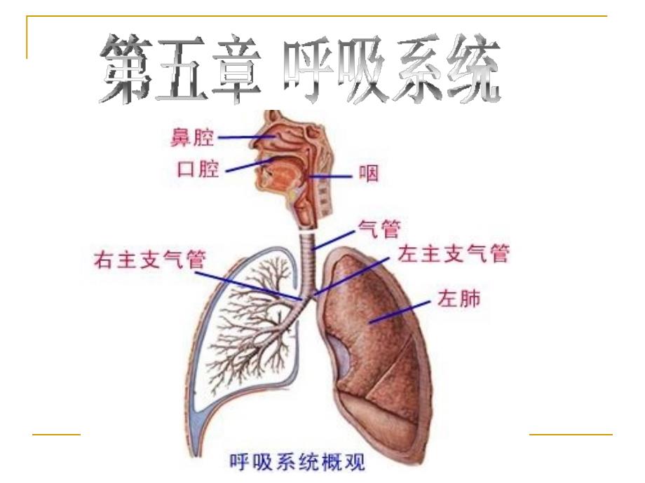 解剖学-第五章-呼吸系统_第1页