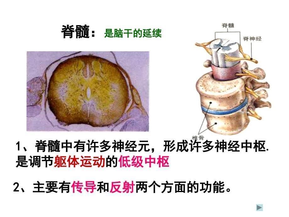 2010届高三生物神经系统的调节_第5页