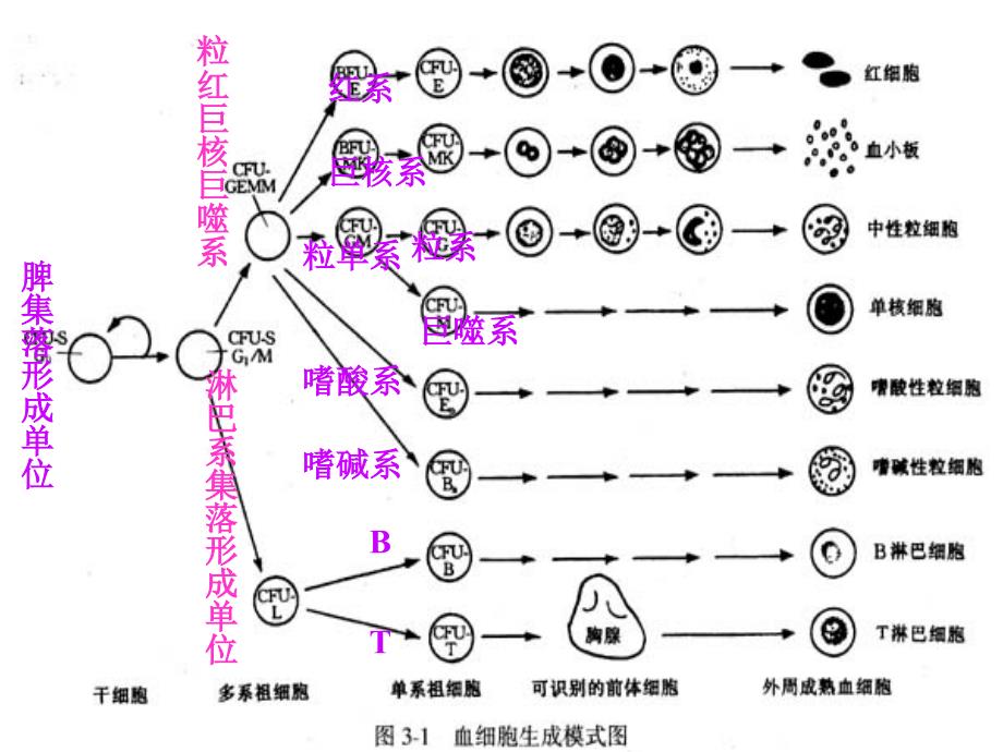 常用血液生化检查正常值及临床意义 课件_第3页