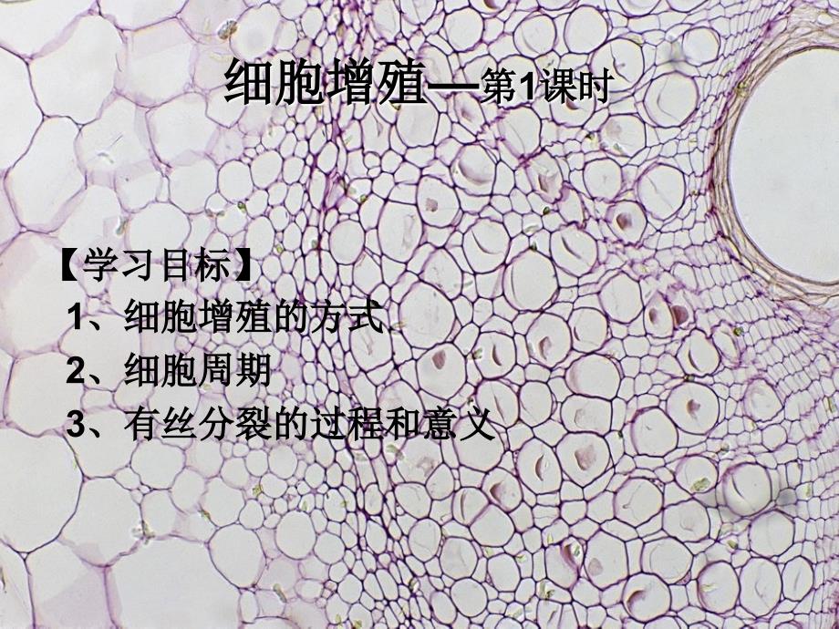 高中生物 细胞增殖-第一课时植物细胞有丝分裂过程研究详细课件 浙教版_第1页