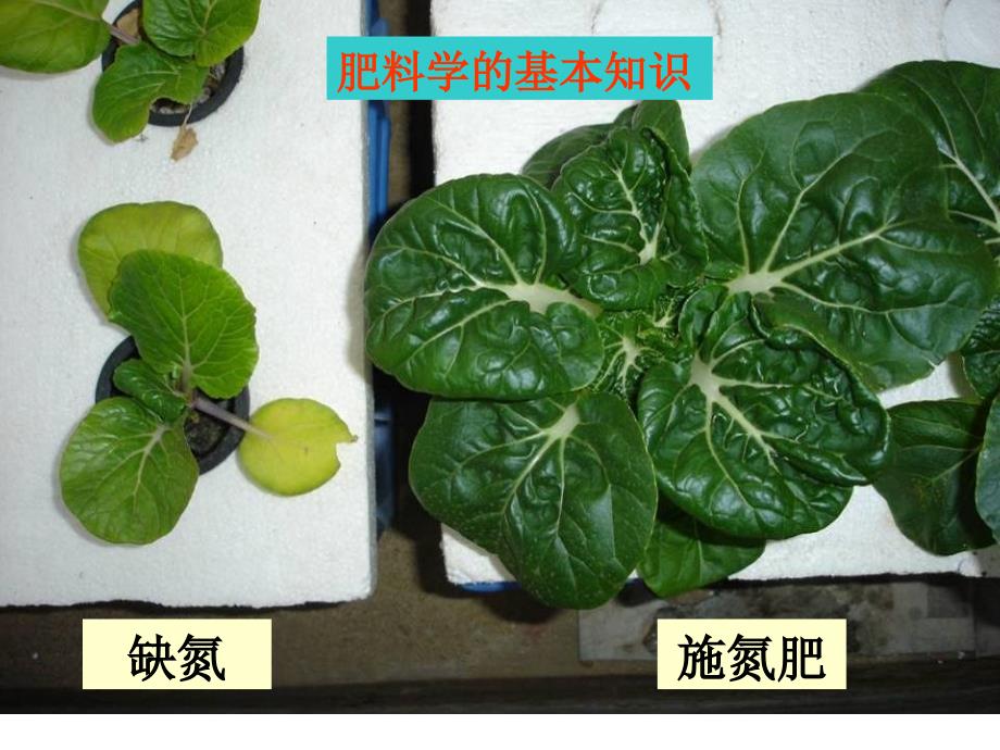 肥料学的基本知识(讲)-张承林_第1页