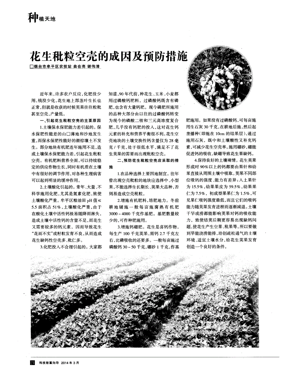 花生秕粒空壳的成因及预防措施_第1页