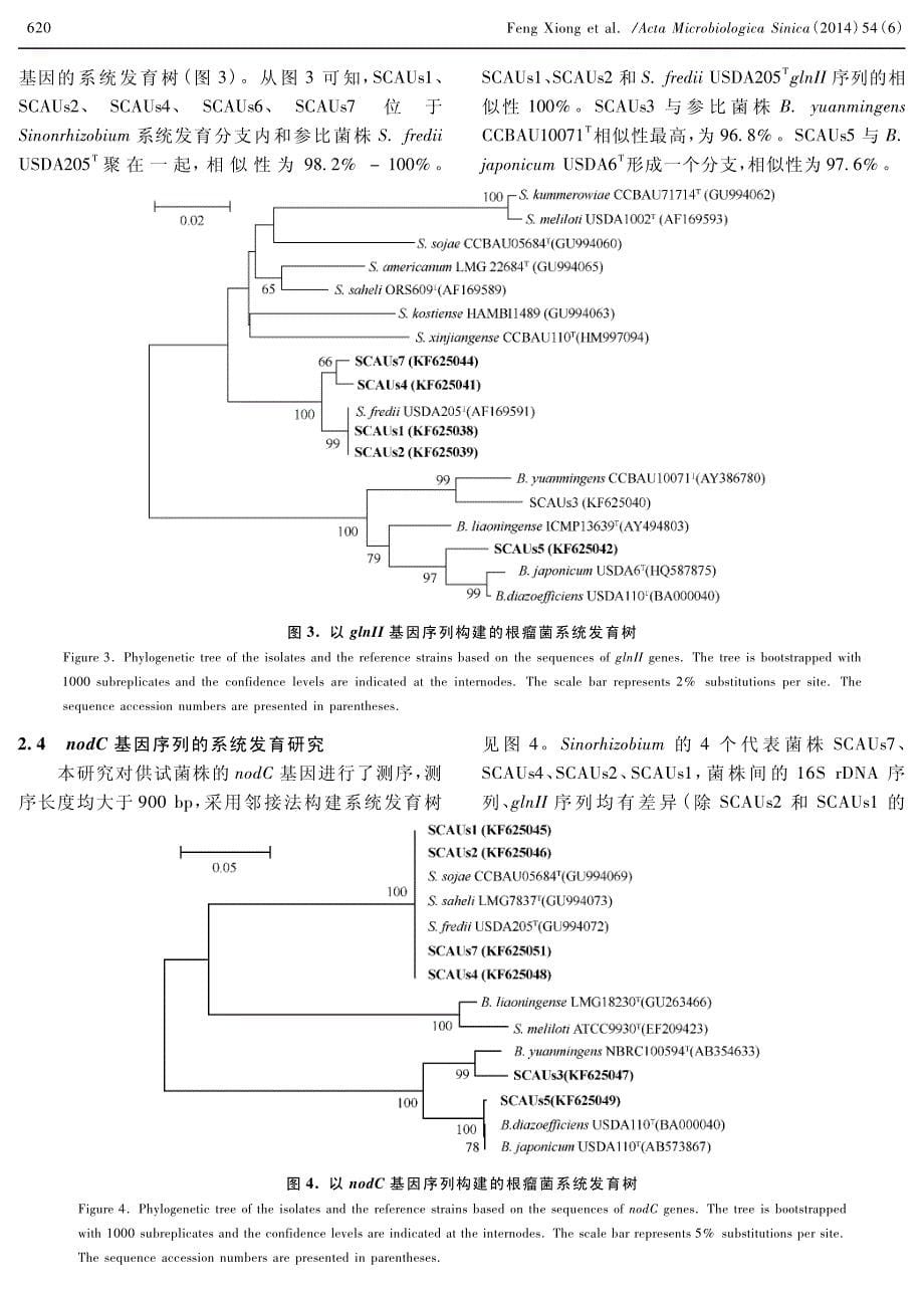 川中丘陵地区大豆根瘤菌遗传多样性与系统发育关系_第5页