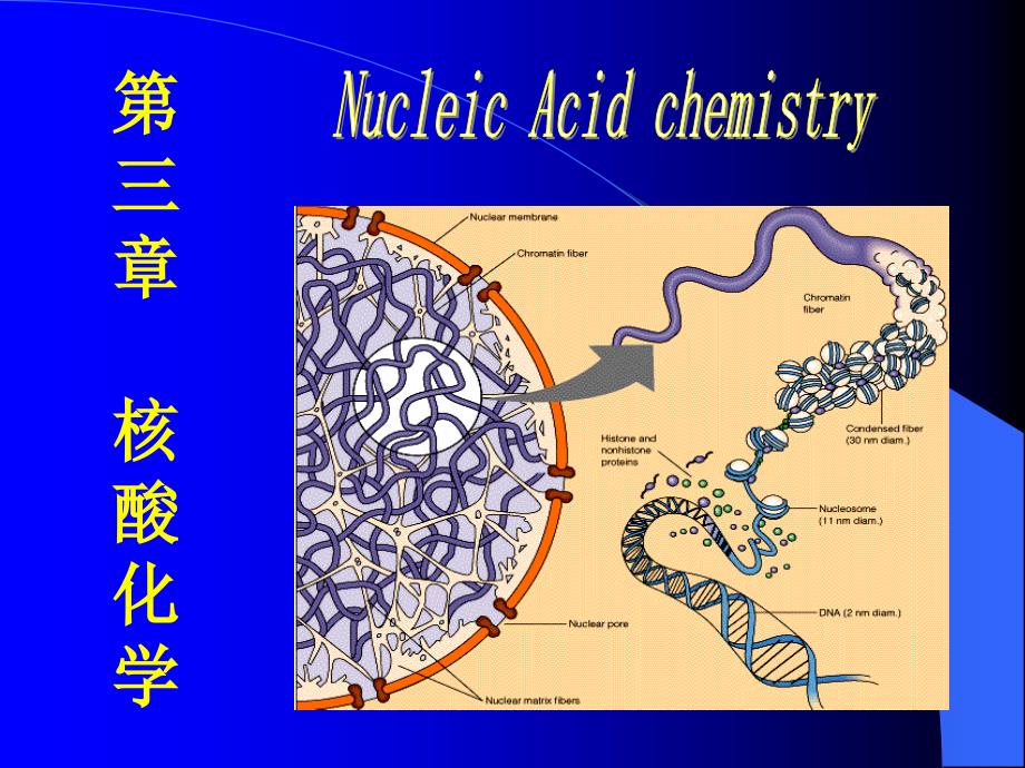 生物化学第三章 核酸化学_第1页