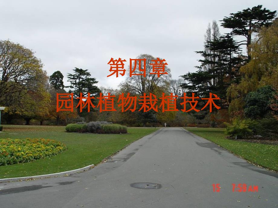 第四章——大树移植_第1页