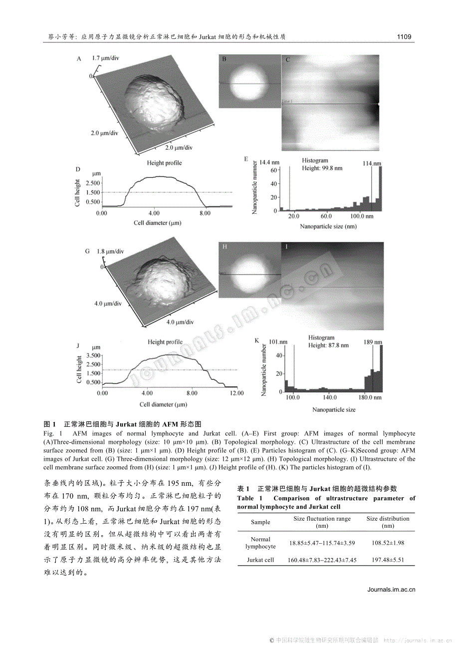 应用原子力显微镜分析正常淋巴细胞和Jurkat细胞的形态和_第3页