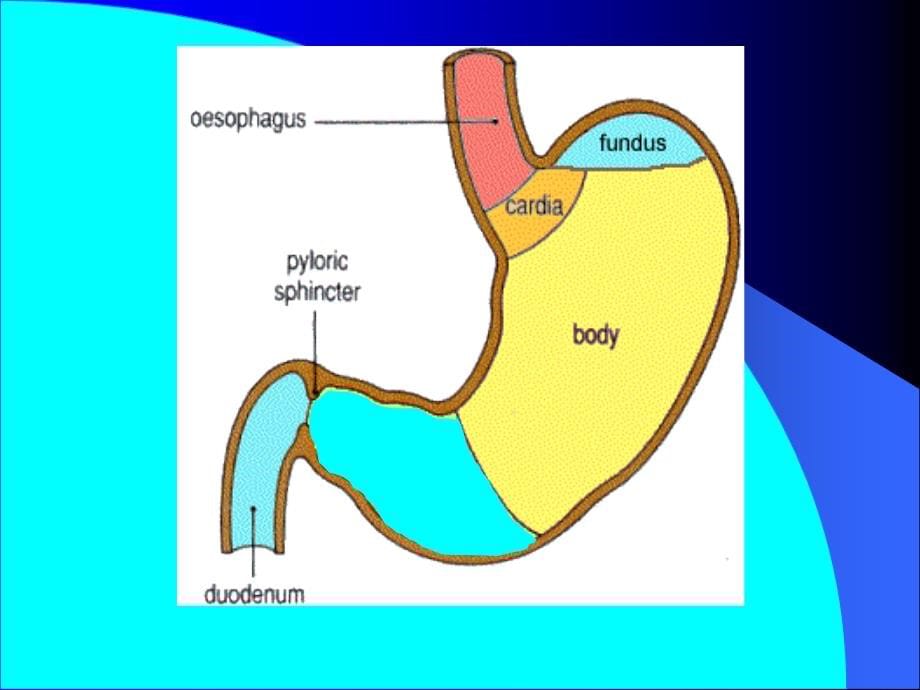 病理学课件 消化系统疾病2_第5页