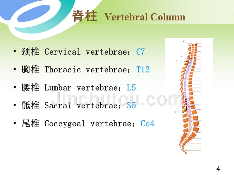 脊柱与四肢检查课件_第4页