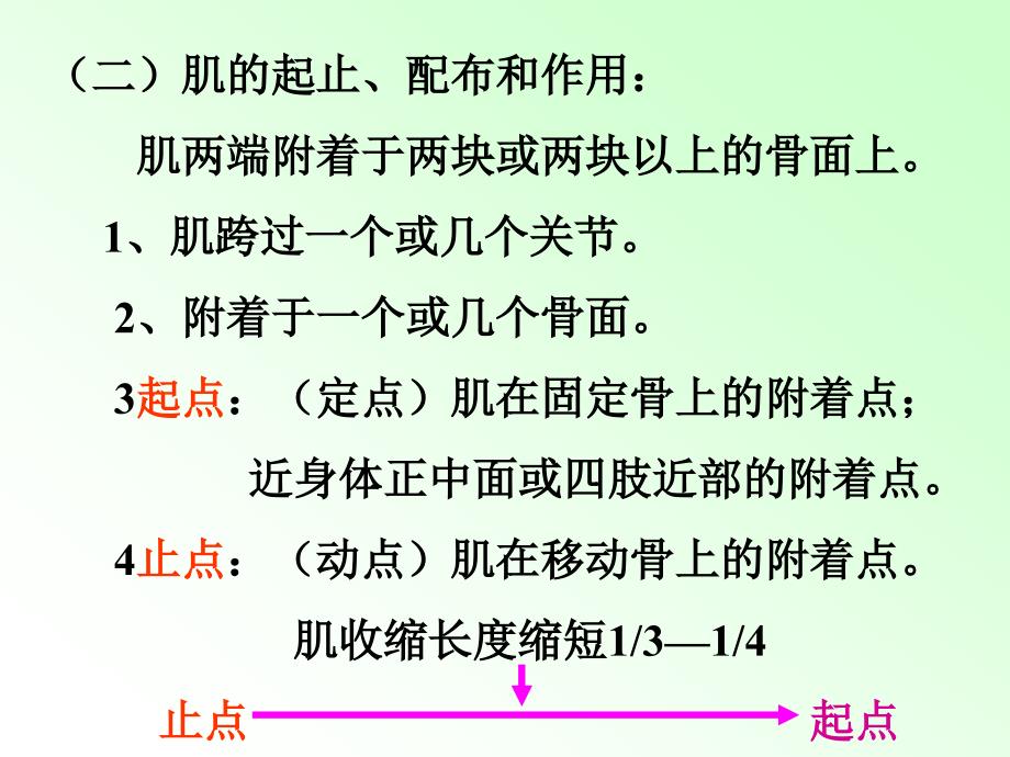 肌总论、头颈躯干肌_第4页