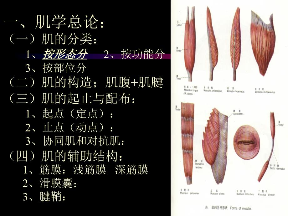 解剖学-肌总论躯干肌_第2页