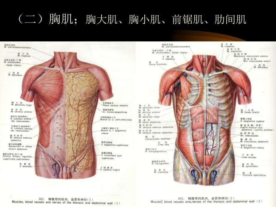 解剖学-肌总论躯干肌_第5页