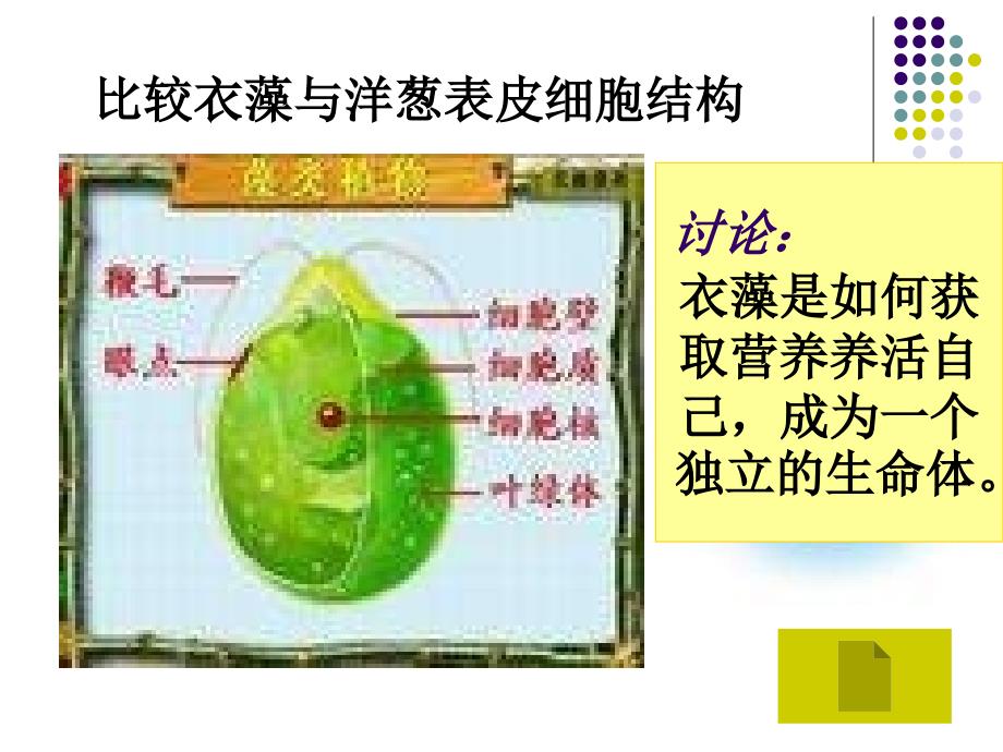 七年级科学显微镜下的生物4_第4页