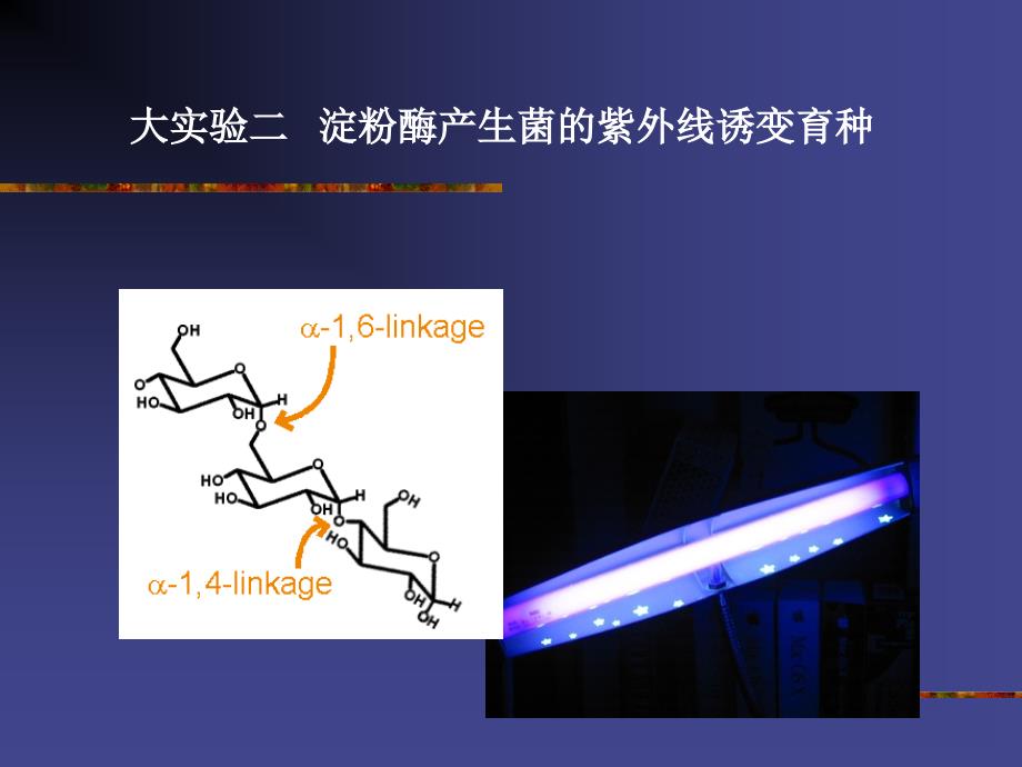 大实验二淀粉酶产生菌的紫外线诱变育种_第1页