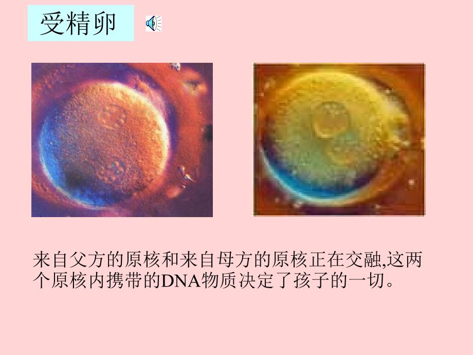 高一生物人类胚胎发育_第2页