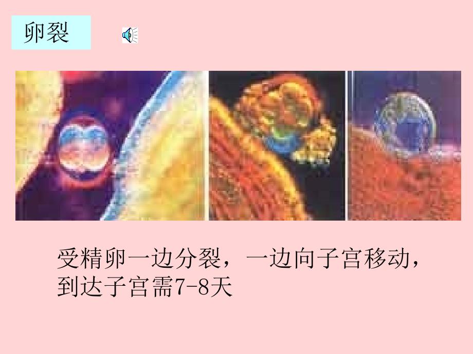 高一生物人类胚胎发育_第4页