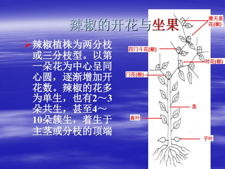 辣椒种子生产技术_第2页