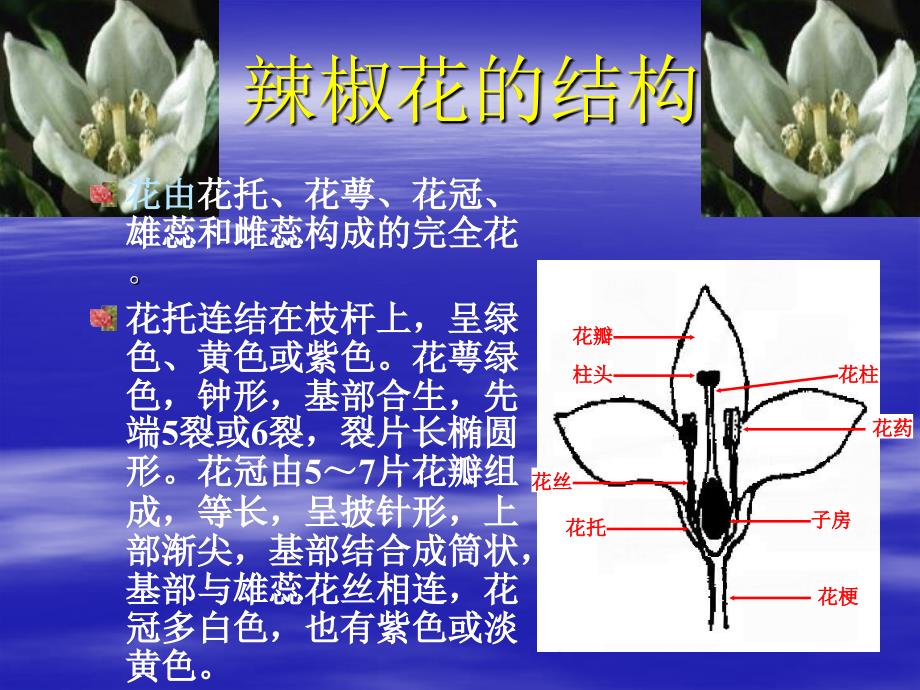 辣椒种子生产技术_第4页