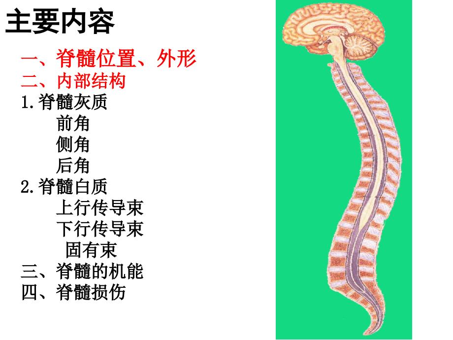 脊髓-外形和内部结构-0826_第2页