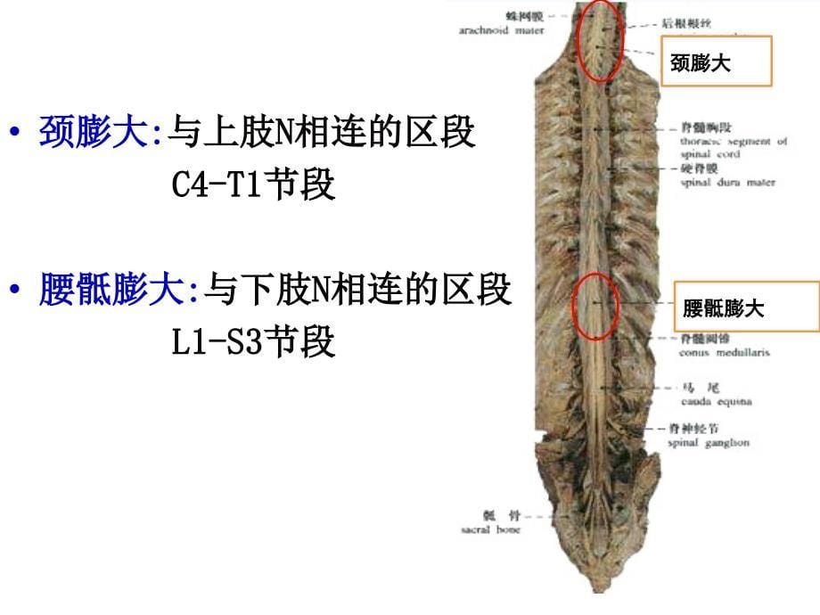 脊髓-外形和内部结构-0826_第5页
